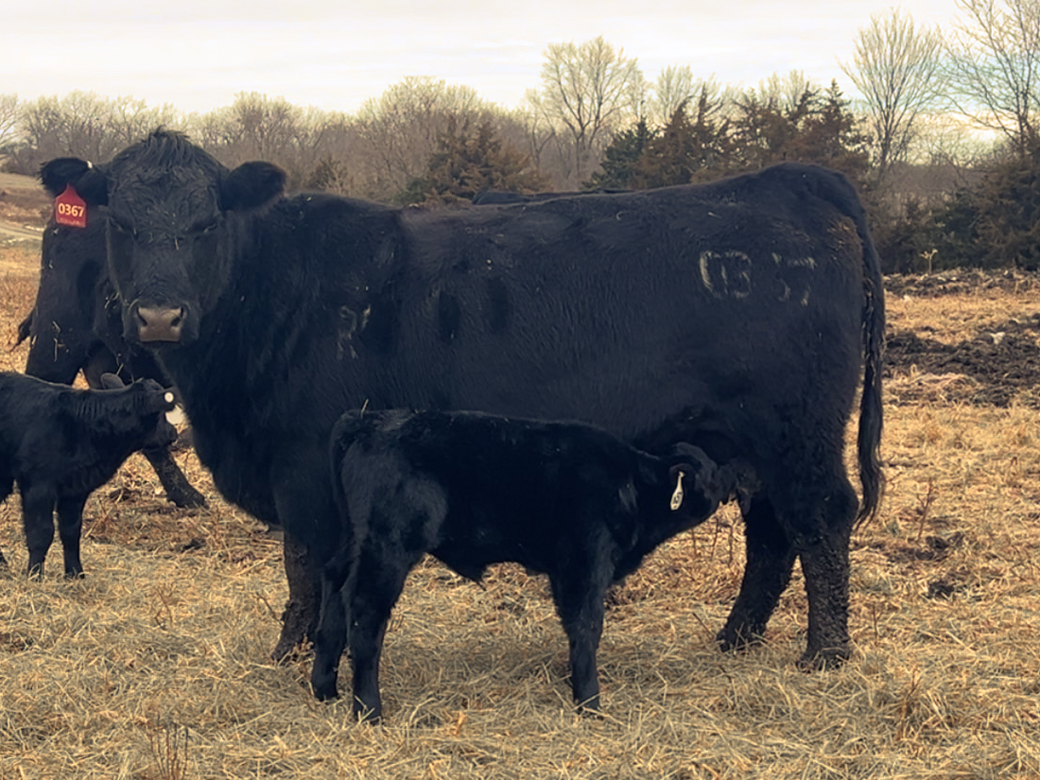 RV Black Angus Registered Cow/Calf Pair